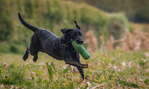 Dog with Dummy